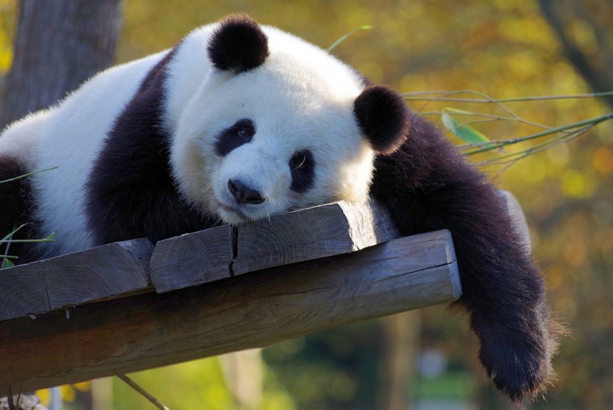 revistapazes.com - Vitória: o  panda gigante sai da lista de animais em extinção