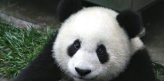 Vitória: o  panda gigante sai da lista de animais em extinção