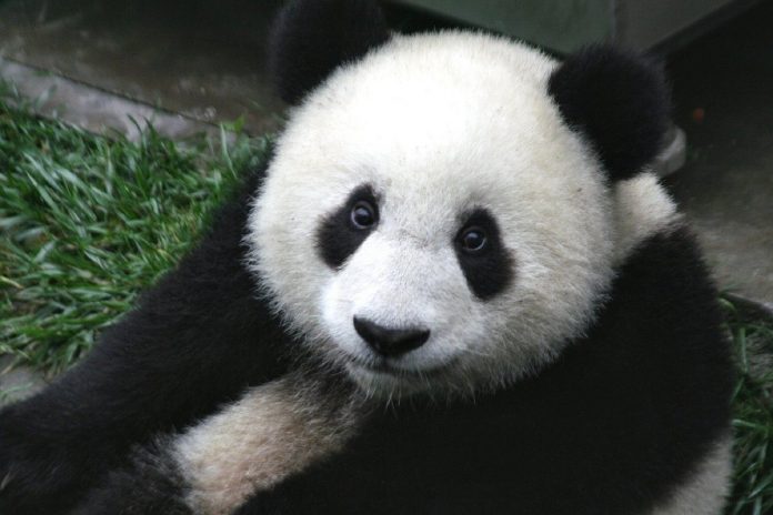 Vitória: o  panda gigante sai da lista de animais em extinção
