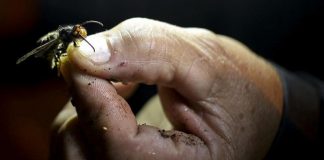 Falece apicultor espanhol após ser picado por vespa asiática