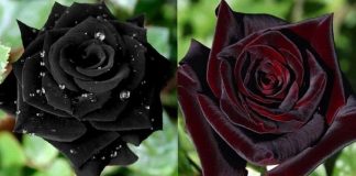 Flores góticas que você vai querer ter em seu jardim: são de rara beleza