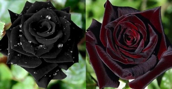 Flores góticas que você vai querer ter em seu jardim: são de rara beleza