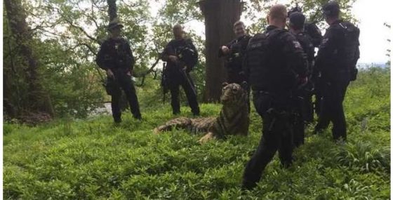 revistapazes.com - Polícia invade fazenda para capturar tigre e  é surpreendida de forma inimaginável