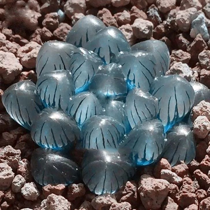revistapazes.com - Conheça as "suculentas de vidro" que renovarão a alma do seu jardim. Uma obra de arte feita pela natureza