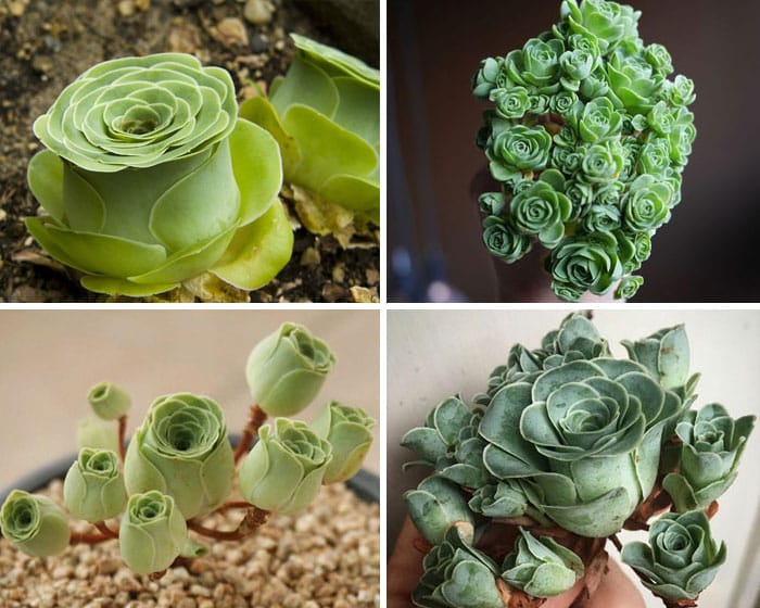 unusual-succulent-plants-27-5ebe7ade5e175__700