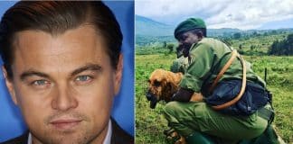 DiCaprio doa US $ 2 milhões para defender os gorilas do Parque Virunga