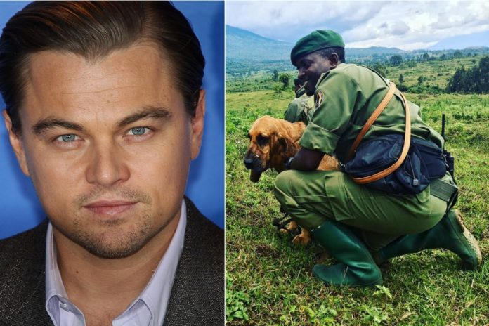 DiCaprio doa US $ 2 milhões para defender os gorilas do Parque Virunga