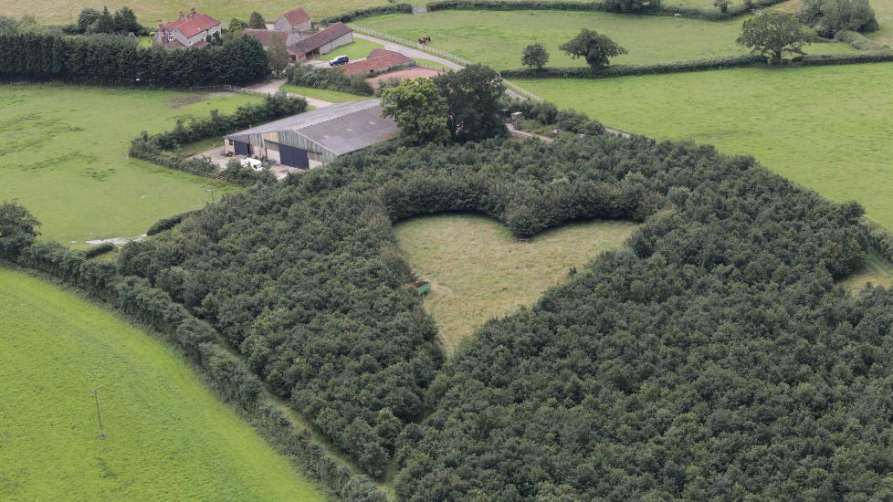 revistapazes.com - Viúvo planta uma floresta em forma de coração para homenagear a esposa falecida