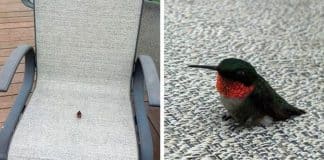 Este mini beija-flor é o menor passarinho do mundo! Parece um ser encantado, não parece?