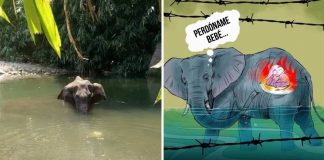 Elefanta grávida morre após ingerir um abacaxi cheio de explosivos, na Índia. Agora artistas prestam homenagem