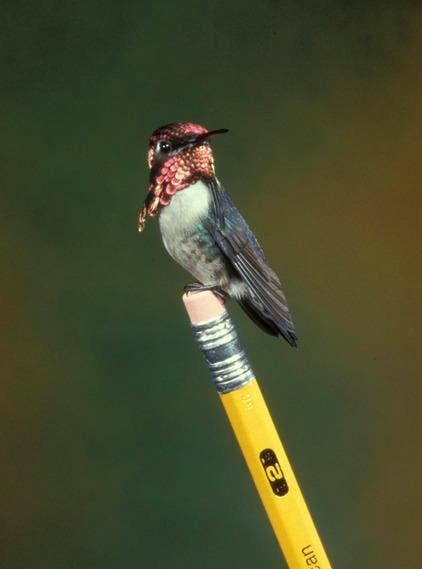 revistapazes.com - Este mini beija-flor é o menor passarinho do mundo! Parece um ser encantado, não parece?