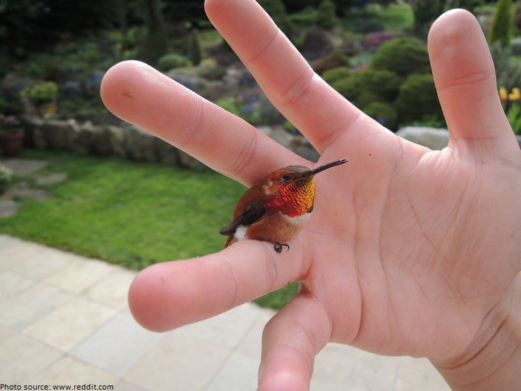 revistapazes.com - Este mini beija-flor é o menor passarinho do mundo! Parece um ser encantado, não parece?