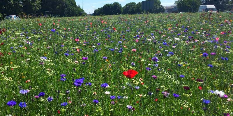 revistapazes.com - Na Inglaterra, flores silvestres se multiplicam livremente pelas ruas para aumentar a biodiversidade