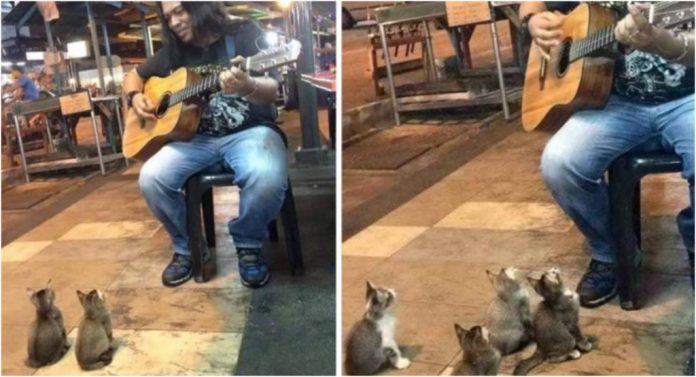 Cantor de rua foi ignorado por todos, mas 4 gatinhos se tornaram fãs muito especiais