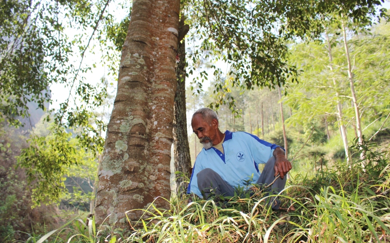 revistapazes.com - Um avô de 68 anos plantou cerca de 11.000 árvores para trazer água de volta para a floresta