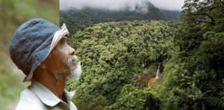 Um avô de 68 anos plantou cerca de 11.000 árvores para trazer água de volta para a floresta