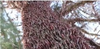 Nuvem de gafanhotos, após passar por Argentina e Paraguai, se aproxima do Brasil