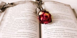 “Amei-te sem saberes”: magnífico poema de  Mia Couto