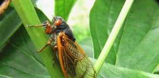 Vai começar a cantoria: Milhões de cigarras devem aparecer nos EUA depois de passarem 17 anos debaixo da terra