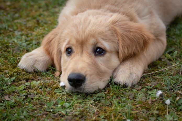 Os cães sentem emoções comparáveis ​​às de uma criança