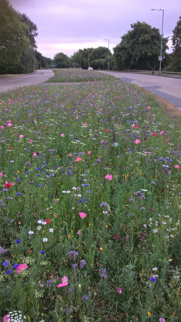 revistapazes.com - Na Inglaterra, flores silvestres se multiplicam livremente pelas ruas para aumentar a biodiversidade