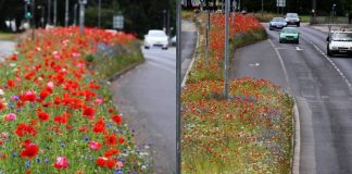 Na Inglaterra, flores silvestres se multiplicam livremente pelas ruas para aumentar a biodiversidade