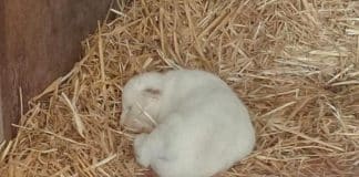 O primeiro leão branco nasce em um zoológico na Espanha. Seu belo pelo é único no reino animal