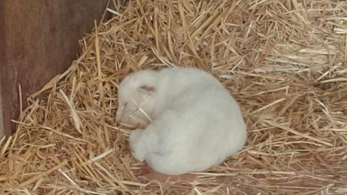 O primeiro leão branco nasce em um zoológico na Espanha. Seu belo pelo é único no reino animal