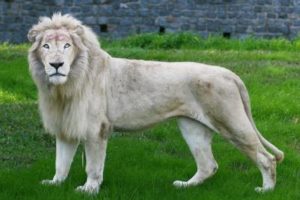 revistapazes.com - O primeiro leão branco nasce em um zoológico na Espanha. Seu belo pelo é único no reino animal