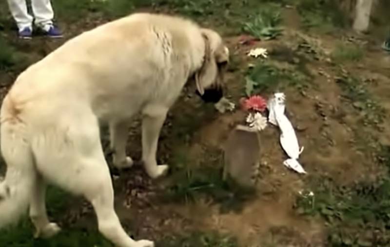 revistapazes.com - Cãozinho foge de casa todos os dias para visitar o túmulo do dono
