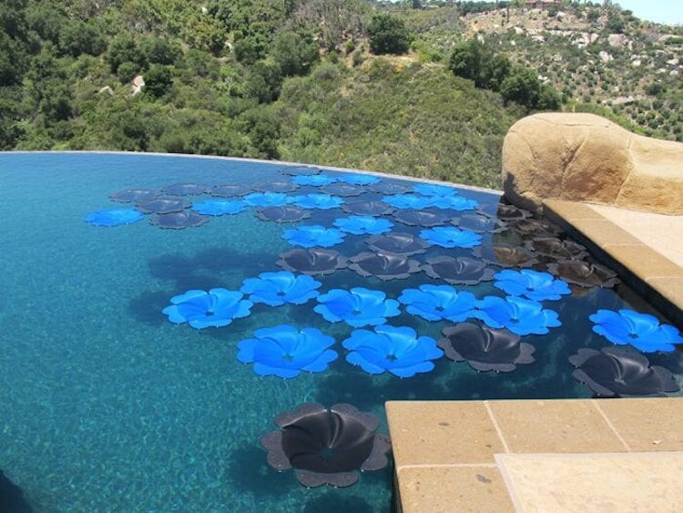 revistapazes.com - Estas flores flutuantes são painéis solares que aquecem piscinas