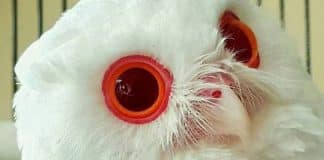 Esta  magnífica coruja albina parece ter saído de um conto de fadas