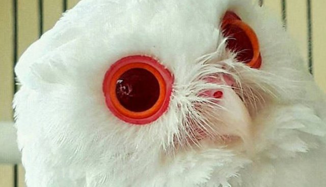 Esta  magnífica coruja albina parece ter saído de um conto de fadas