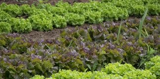 Embrapa oferece curso gratuito de hortas em pequenos espaços