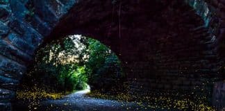 Vaga-lumes transformam esse túnel em uma “floresta encantada”, na Itália