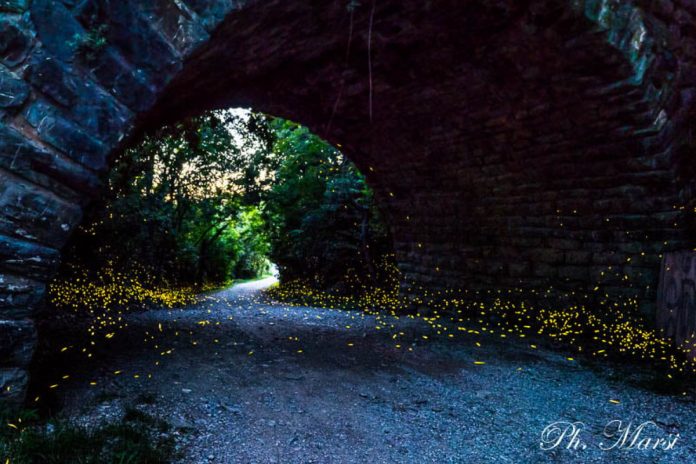 Vaga-lumes transformam esse túnel em uma “floresta encantada”, na Itália