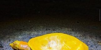 Rara tartaruga amarela é encontrada em vilarejo na Índia e encanta internautas