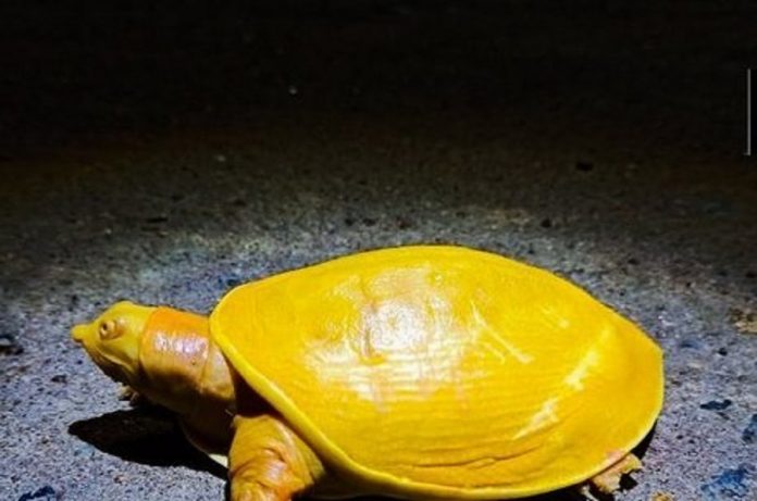 Rara tartaruga amarela é encontrada em vilarejo na Índia e encanta internautas