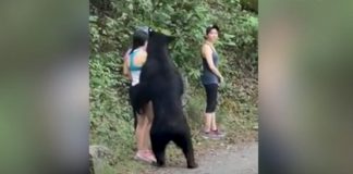 Jovem é “abordada” por um urso e (pasmem) faz uma selfie (Vídeo)