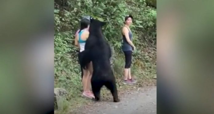 Jovem é “abordada” por um urso e (pasmem) faz uma selfie (Vídeo)