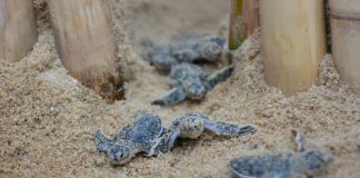 Com resorts desertos, 838 filhotes de tartarugas ganharam a sua própria praia