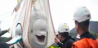 Assista a comovente liberação de duas baleias-brancas que passaram anos em cativeiro