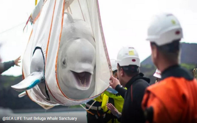 Assista a comovente liberação de duas baleias-brancas que passaram anos em cativeiro