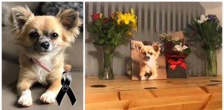 Chihuahua sacrifica a  própria vida por sua dona  na “tentativa” de salvá-la