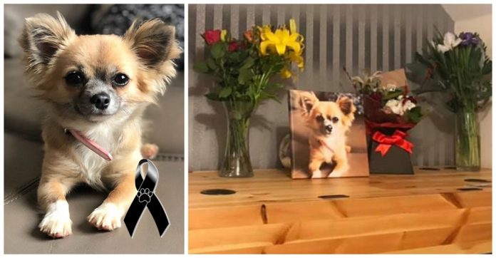 Chihuahua sacrifica a  própria vida por sua dona  na “tentativa” de salvá-la