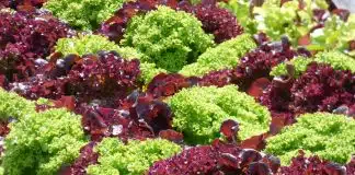 O vídeo “A Revolução da Horta Caseira” pode transformar a sua vida