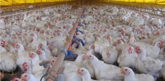 China afirma ter detectado coronavírus em frango importado do Brasil