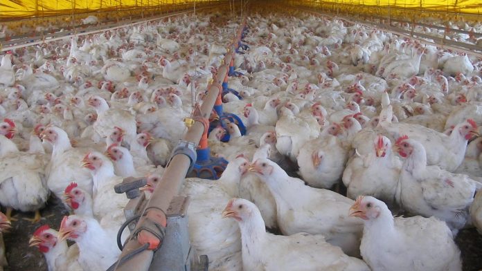 China afirma ter detectado coronavírus em frango importado do Brasil