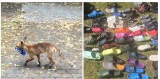 Calçados são furtados na noite de Berlin e a ladra ganha o coração da internet