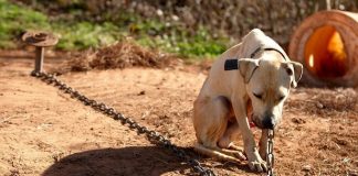 Projeto de lei  paulista quer proibir acorrentamento de animais domésticos